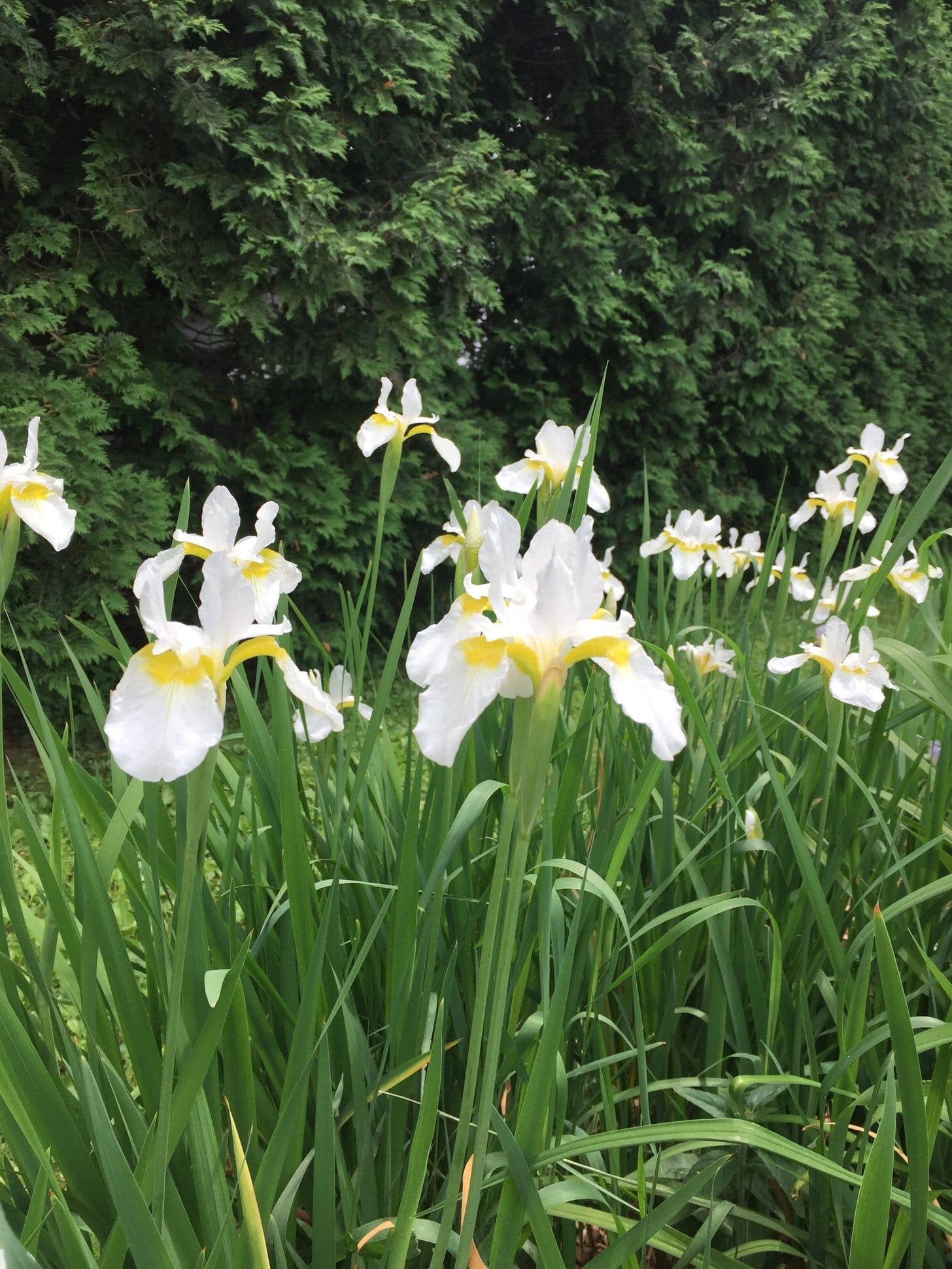 Irises blooming in the Victor Hugo Memorial Garden AKA my yard